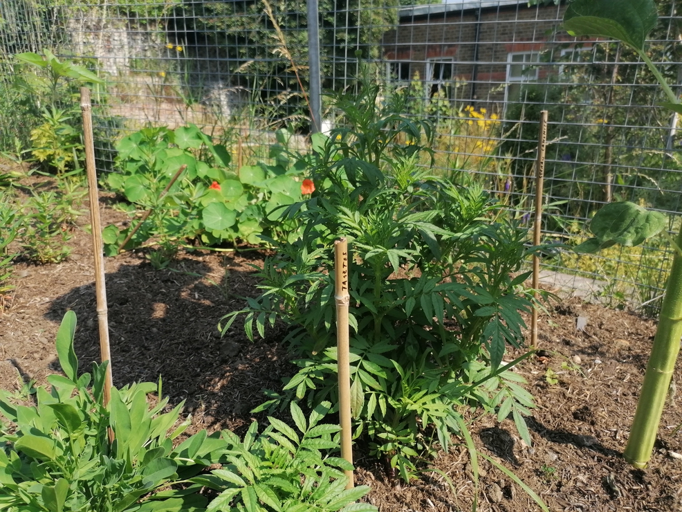 Forest Hill Library Community Garden